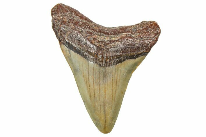 Juvenile Megalodon Tooth - North Carolina #359050